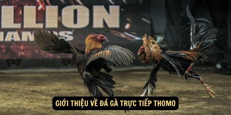 Siêu phẩm đá gà Thomo tại 69VN số 1 thị trường