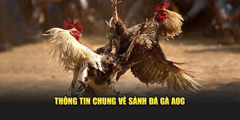 Đầu tư kèo chọi kê trực tuyến đỉnh cao cùng sảnh AOG