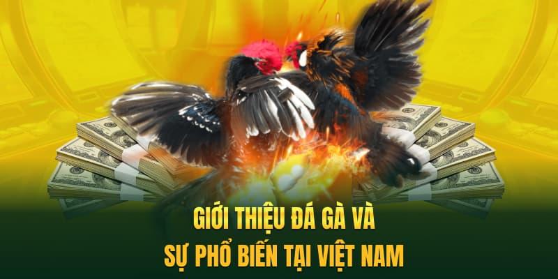 Giới thiệu đá gà và sự phổ biến tại Việt Nam